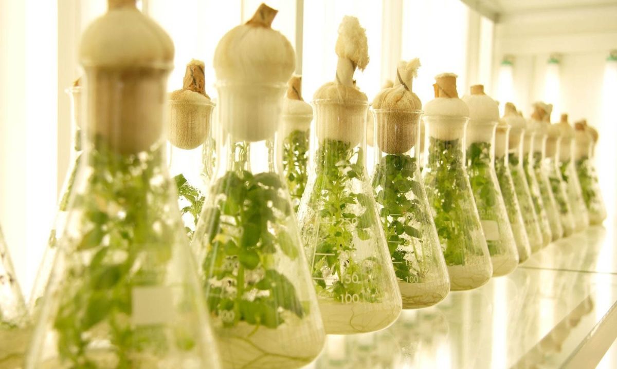 Primera Feria de Nanotecnología para el Agro: Una ventana al futuro para la agricultura en Chile