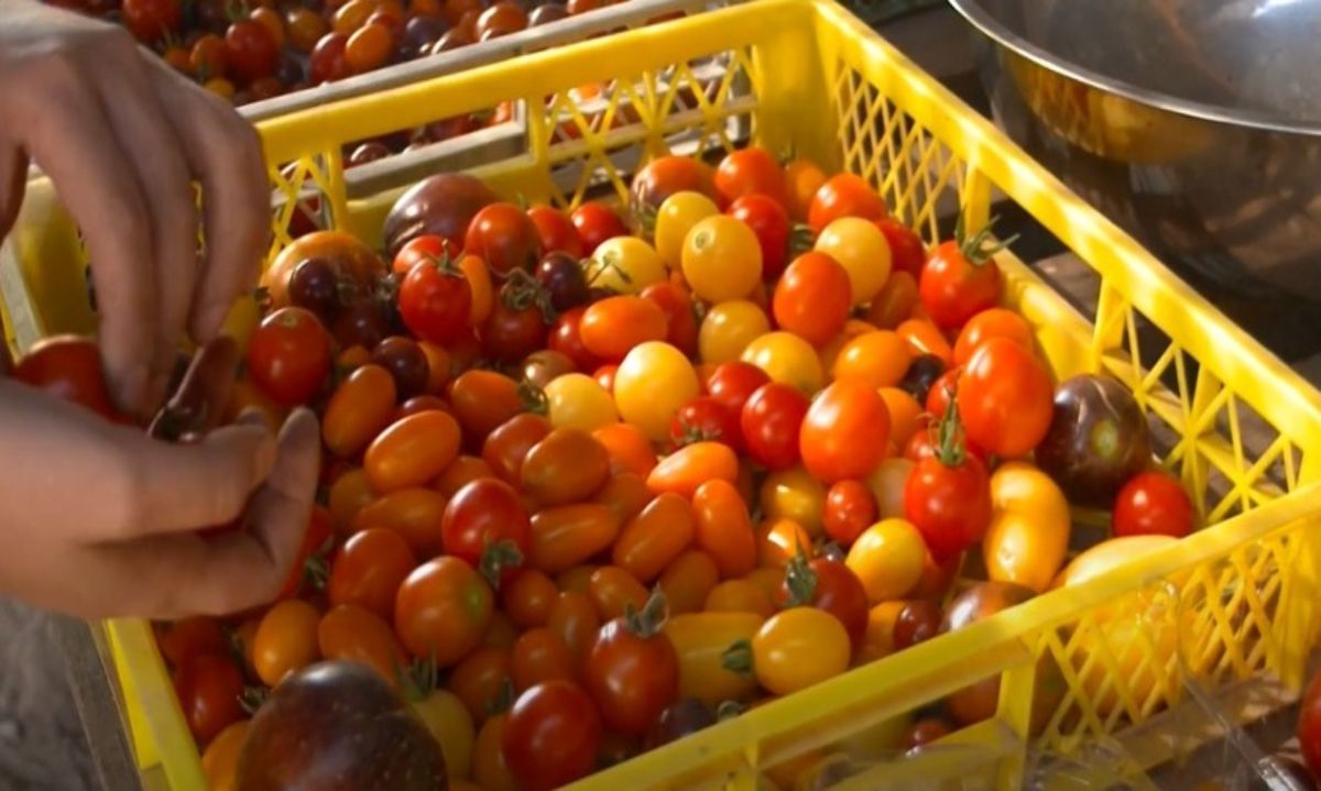 Canta la Tierra: Un banco de semillas con más de 80 variedades de tomate