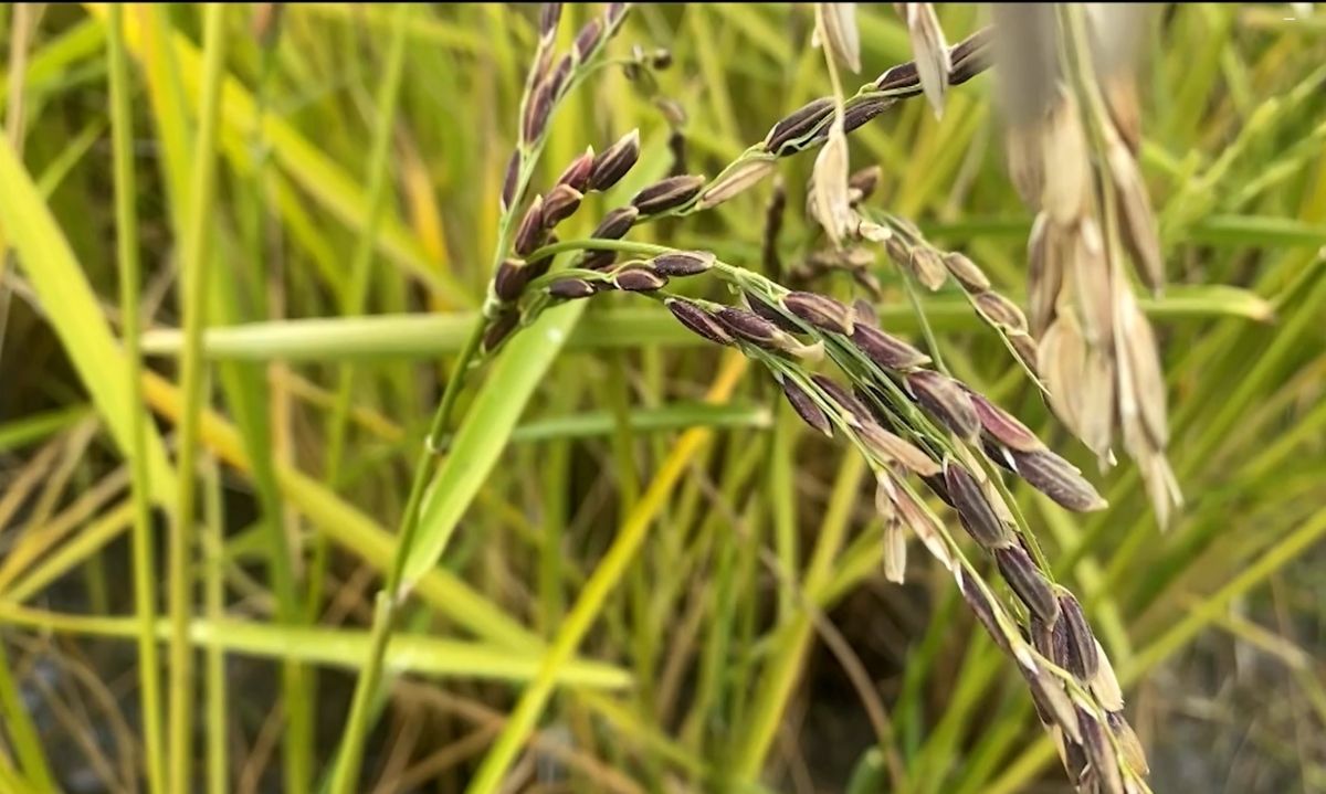 Arroz "inteligente": Nueva variedad se adaptaría al cambio climático