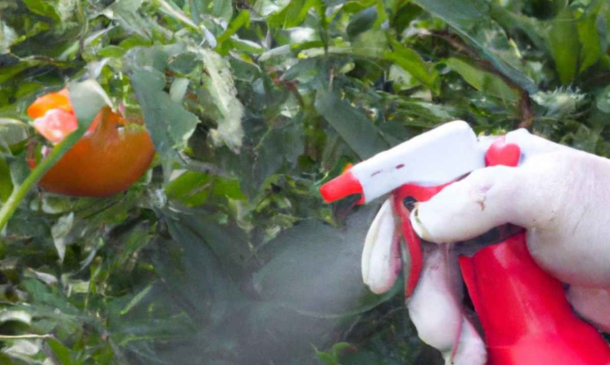 Proyecto busca obtener tomates, lechugas y cebollas agroecológicas utilizando biocontroladores