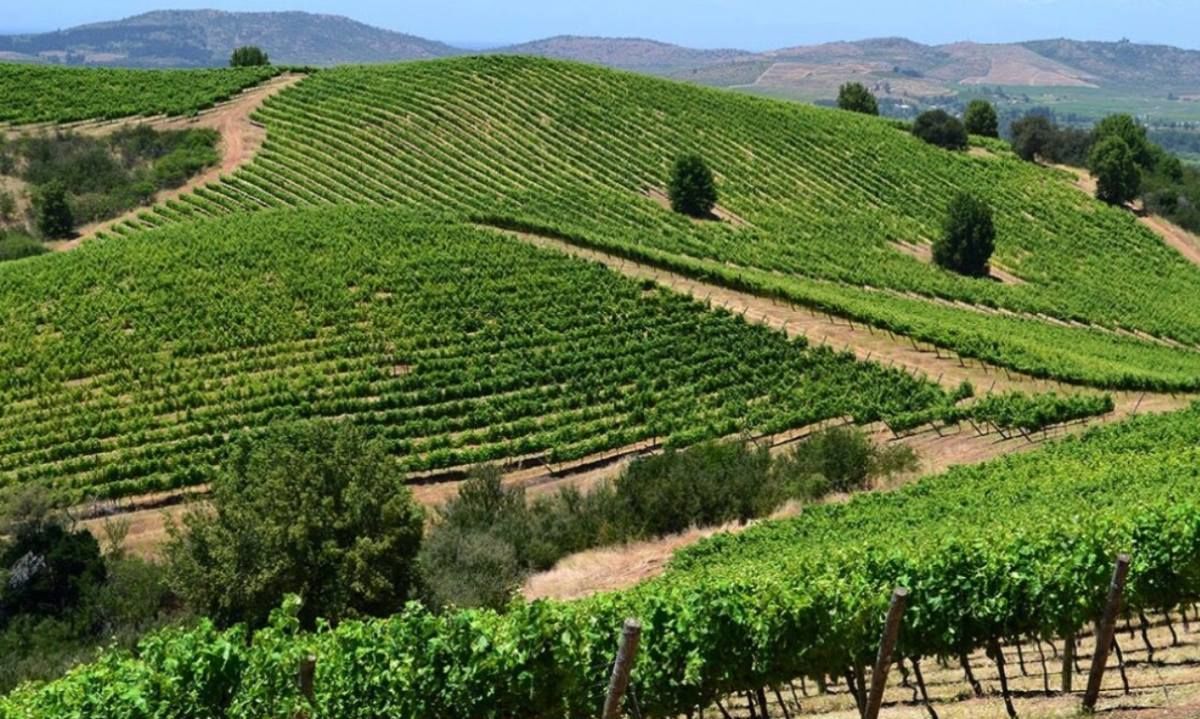 Cumbre AgroRegenera Maule: Oportunidades para una agricultura sostenible frente al cambio climático