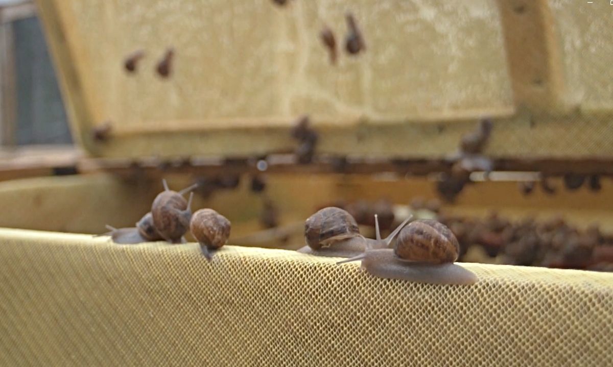 "Caracoles a la obra": un producto chileno de exportación