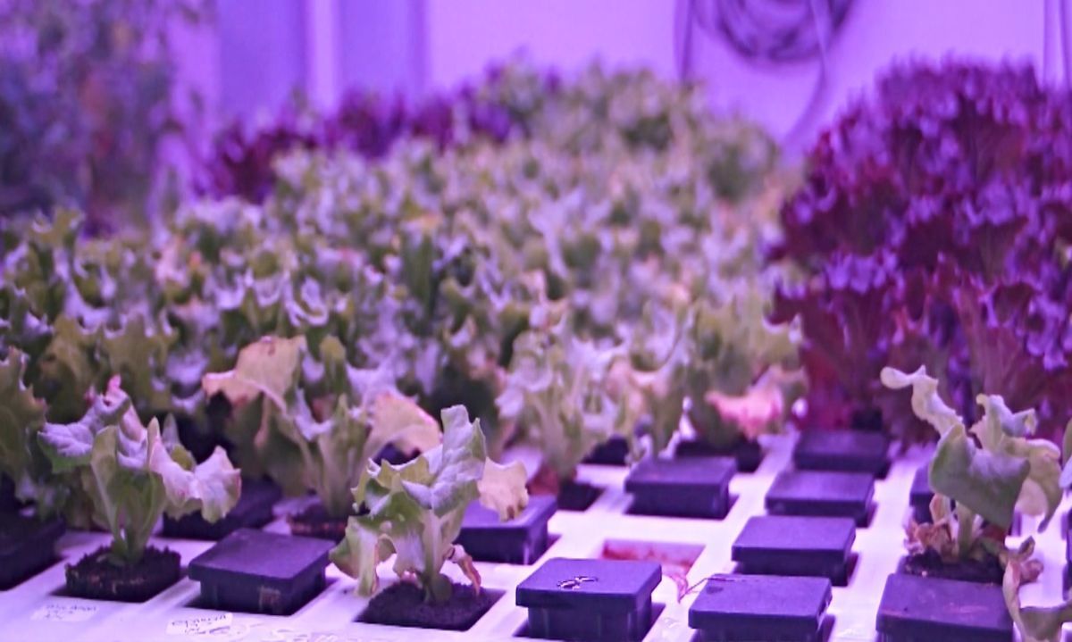 Granjas verticales: una alternativa sostenible para el agro
