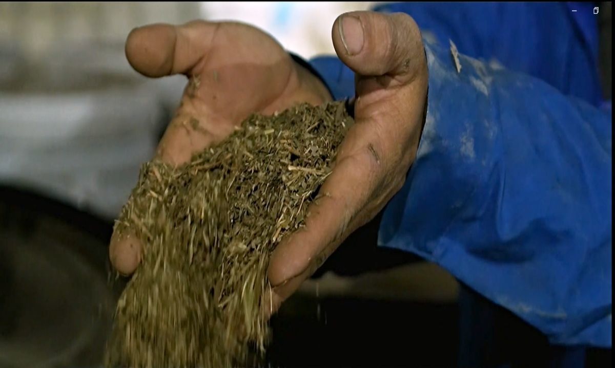 Desechos orgánicos son utilizados como bioestimulantes en el agro