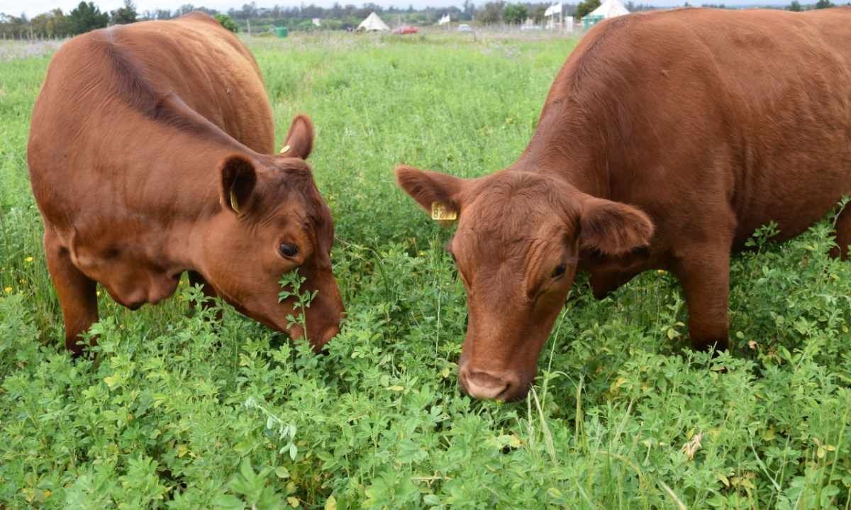 Seminario de alfalfa: Talca se convertirá en el epicentro del debate sobre la sustentabilidad en la ganadería