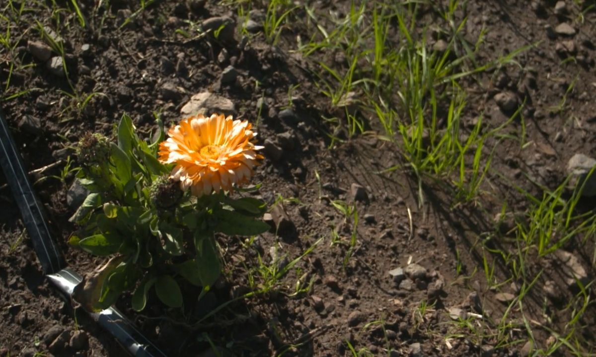 Bandas florales: una alternativa ecológica para la reducción de agropesticidas