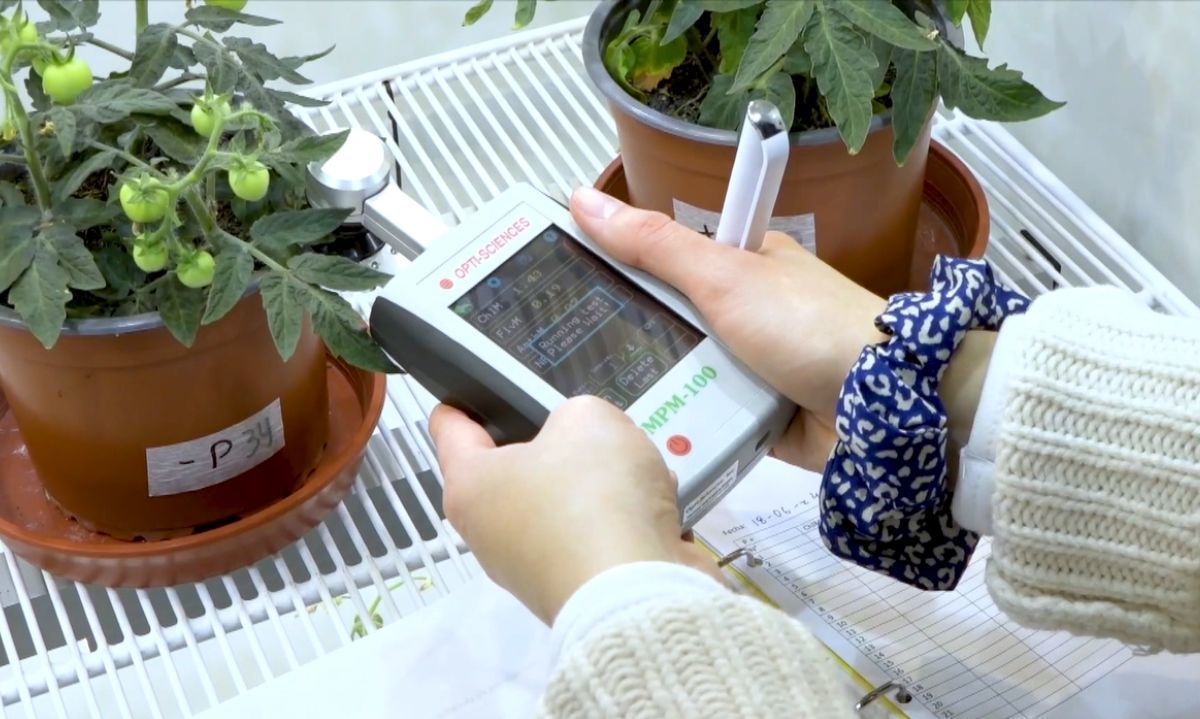 Intercultivos y sus beneficios para la agroecología