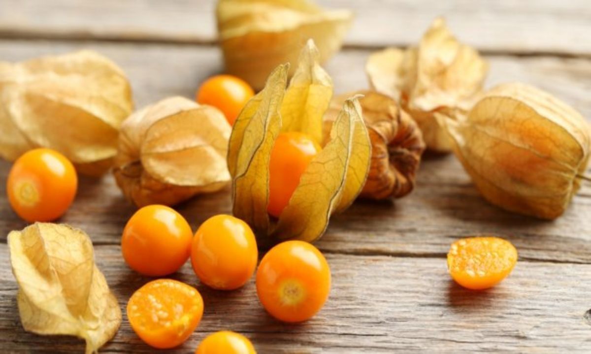 Convierten una planta silvestre en un cultivo de interés agrícola