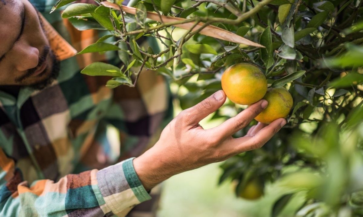 Fruticultura en la Región de Valparaíso: Oportunidades y Amenazas en un contexto de Escasez Hídrica