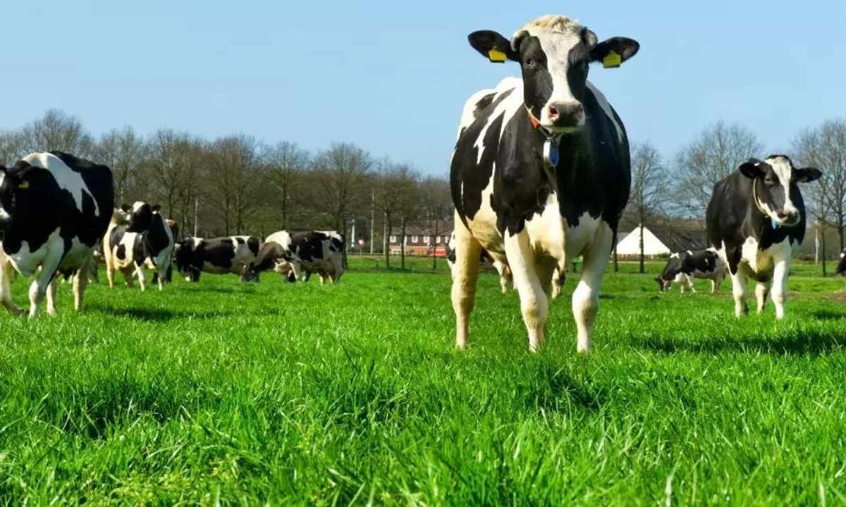 La Industria Láctea chilena da un gran paso hacia la carbono neutralidad