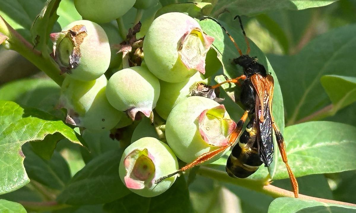 Innovadora investigación chilena en ecología química promete revolucionar el control de plagas agrícolas y forestales