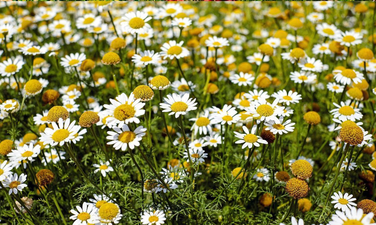 Conoce acá las mejores plantas medicinales para cultivar en casa