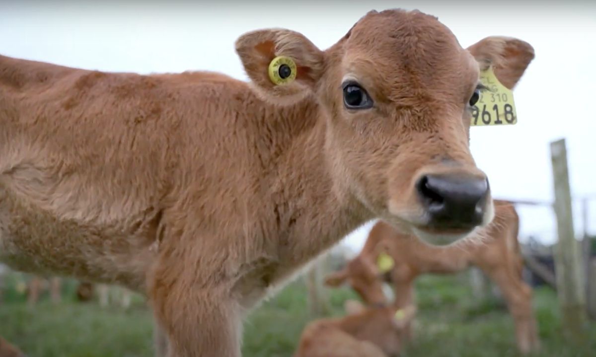 Bienestar animal impacta la salud y la productividad de las vacas
