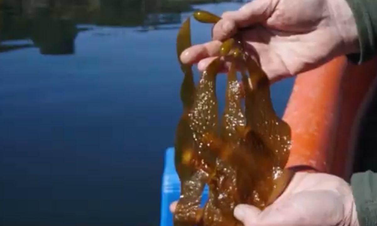 Cultivo de algas marinas benefician ecosistemas del mar