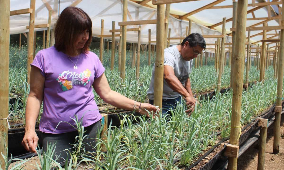 Hidroponía en flores de corte: una opción sustentable en territorios con escasez de agua 