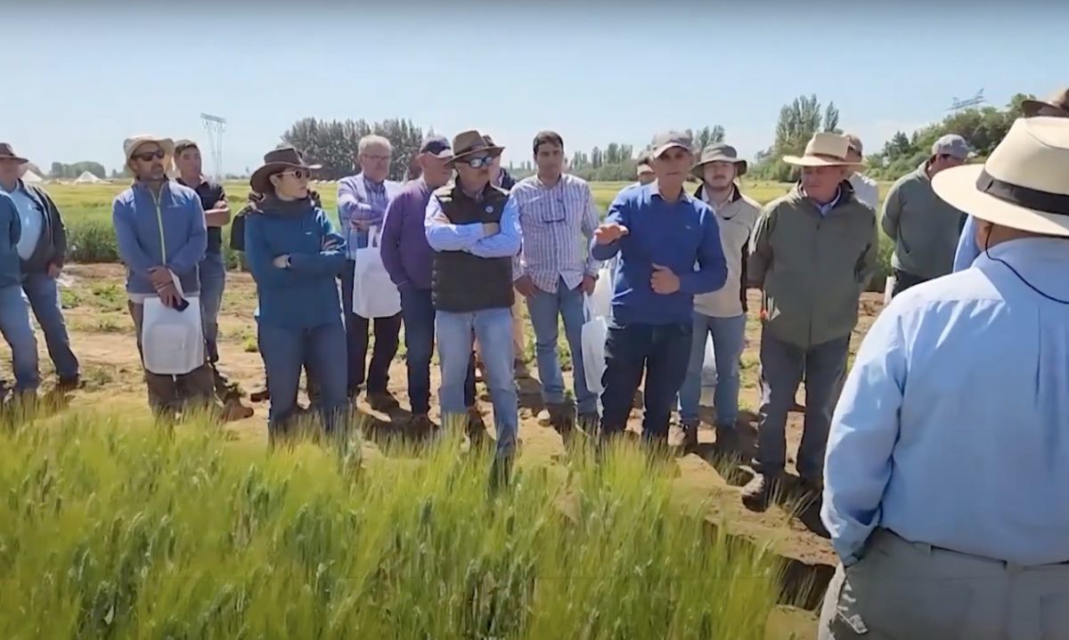 Innovación genética revoluciona cultivo de trigo ante crisis climática en Chile