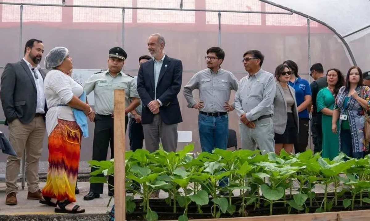 Proyecto hidropónico en el Centro Penitenciario de Iquique impulsa la reinserción social