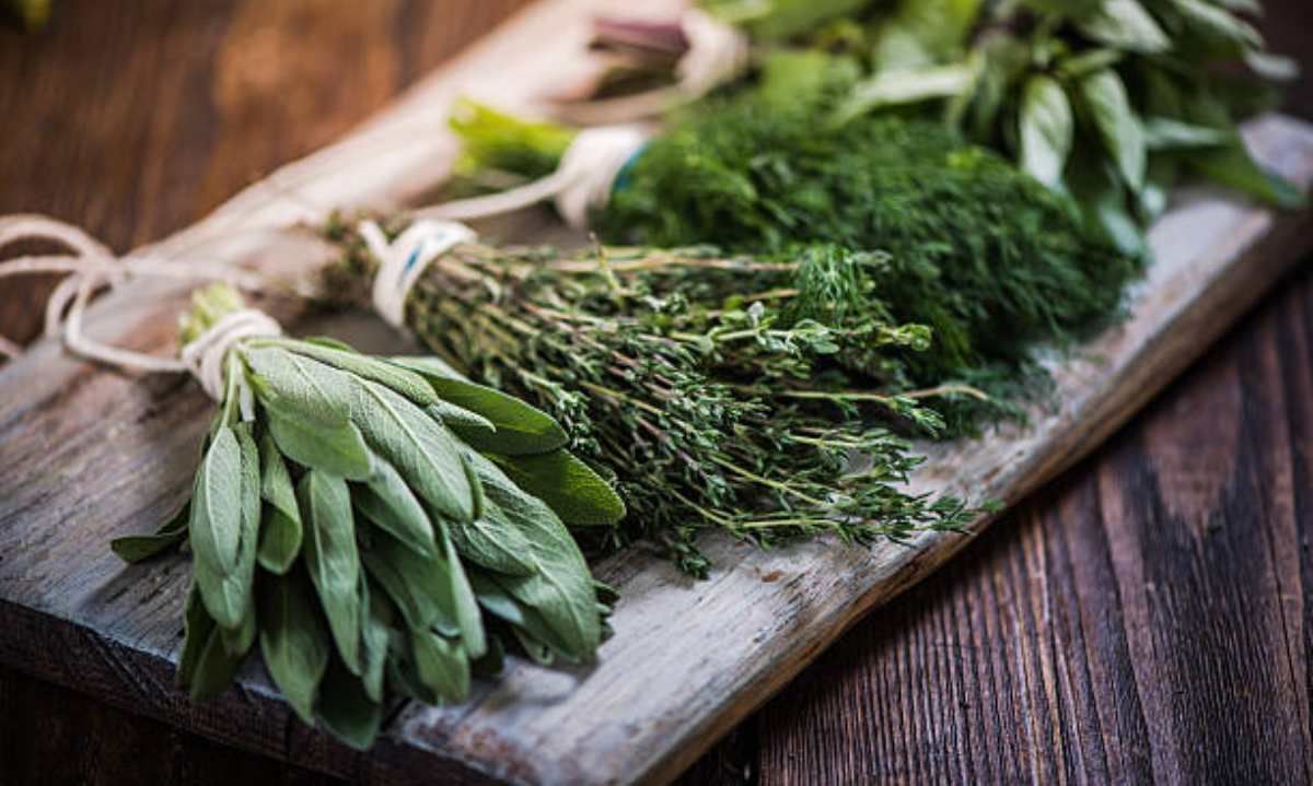 El poder de las plantas medicinales en la salud
