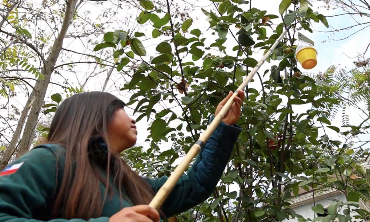 SAG cierra exitosamente campaña contra mosca de la fruta en Copiapó con apoyo ciudadano