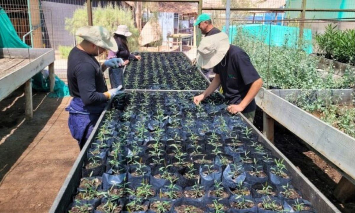 CONAF inaugura primer banco de semillas en la Macrozona Norte para proteger la biodiversidad del desierto