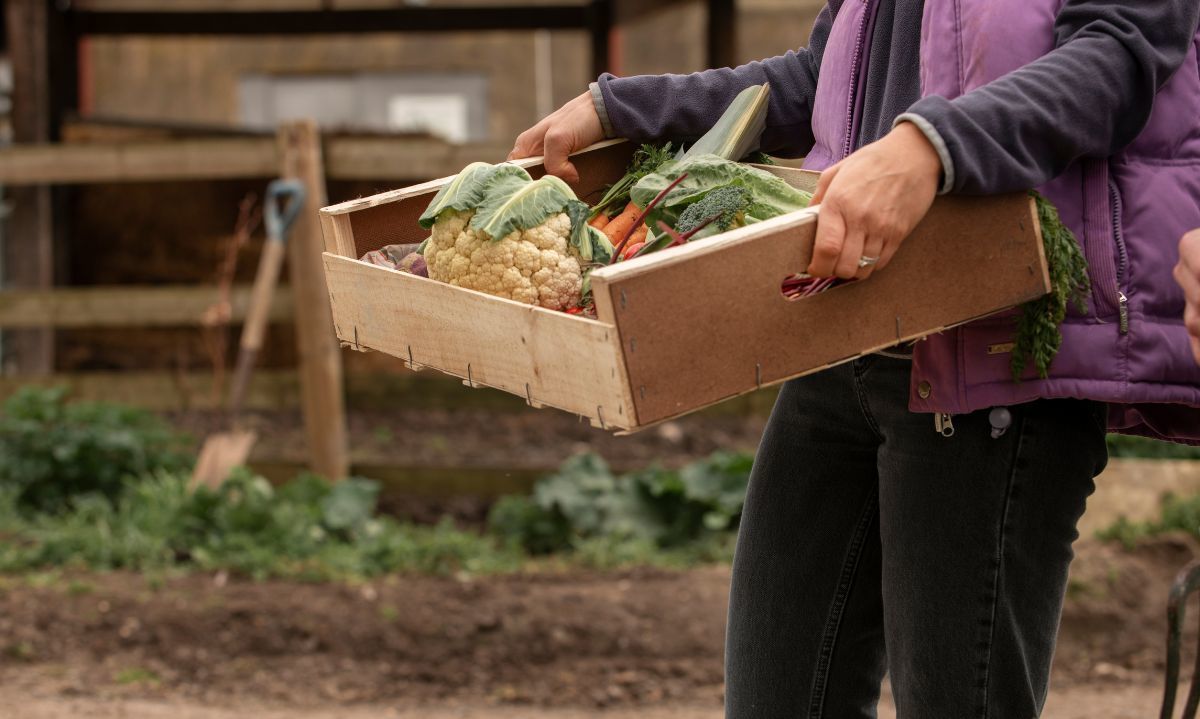 Agricultores de arándanos y hortalizas obtienen reconocimiento por su producción sostenible