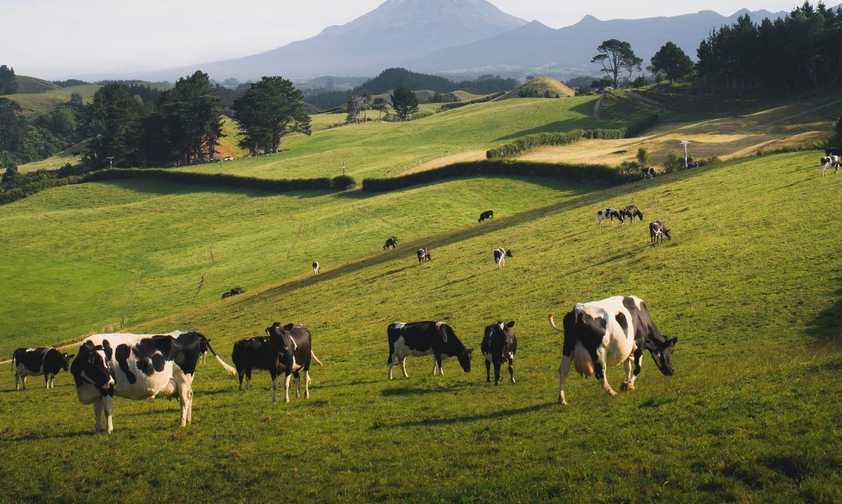 El PTI de la carne bovina concluye su segundo año con éxitos y nuevos desafíos para el sector