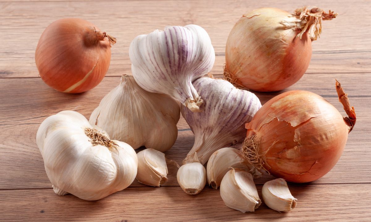 Impulsan la producción de ajo y cebolla con nuevo grupo de agricultores