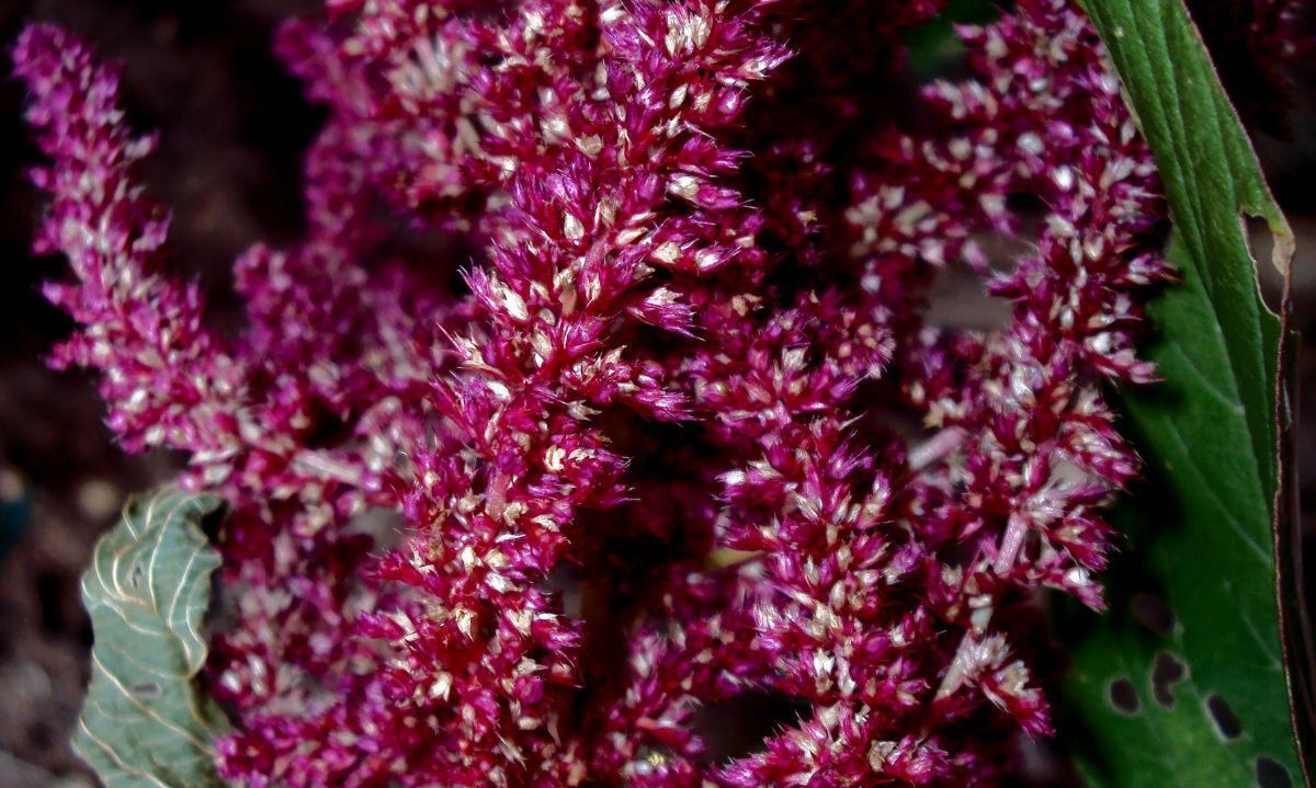 Fabrican cereal nutritivo y ecológico a base de amaranto